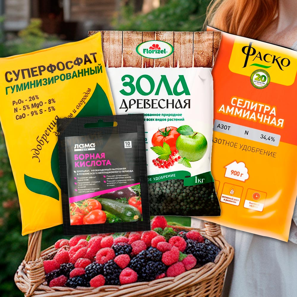 Поздневесенняя подкормка ягодных кустарников